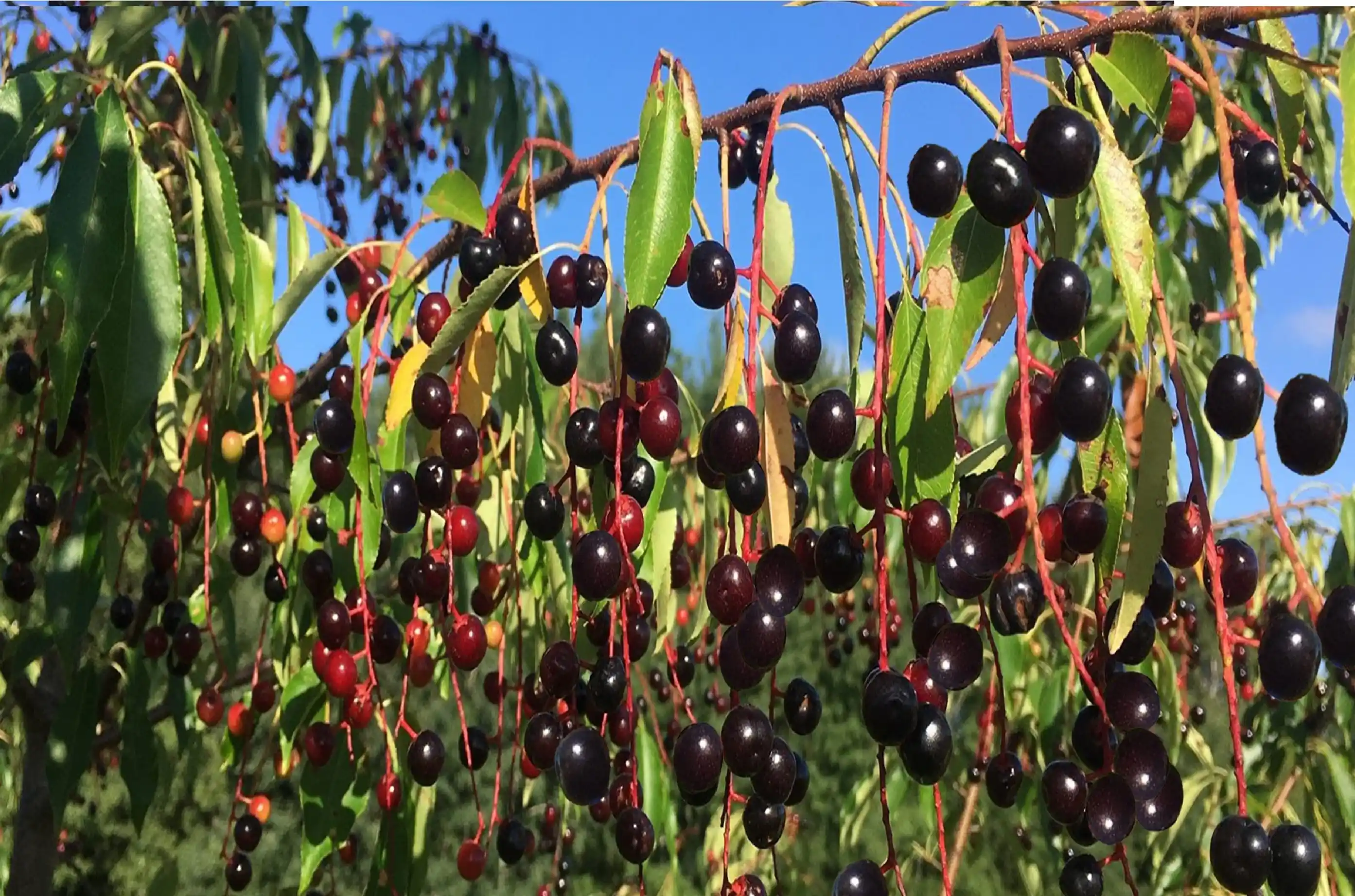 Basket of Afghan cherries