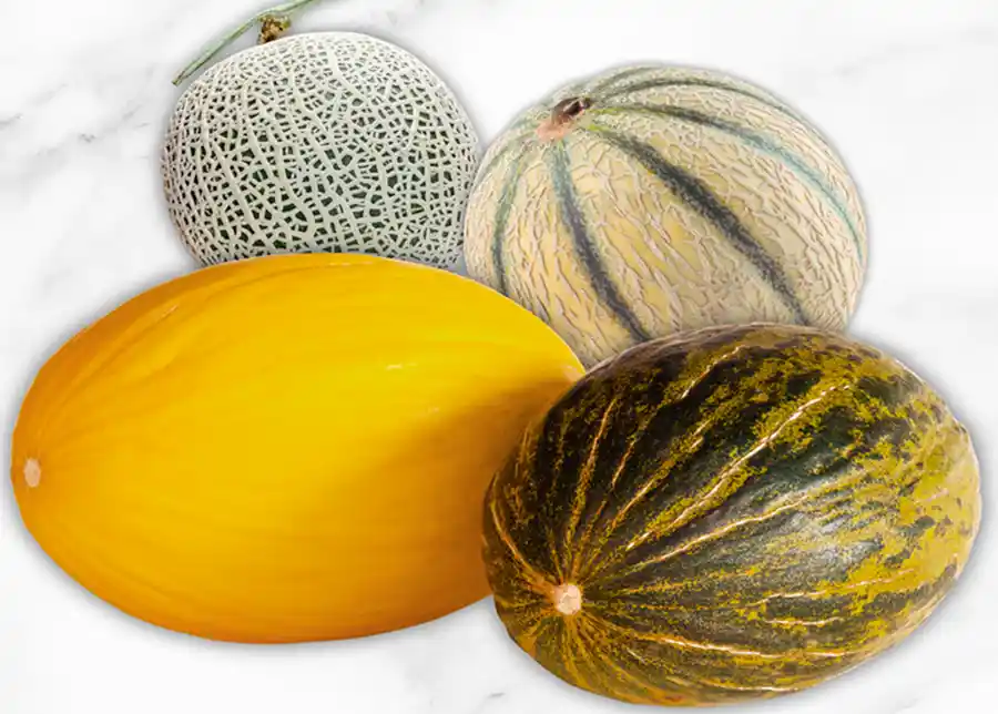 Fresh Afghan melon from Afghanistan