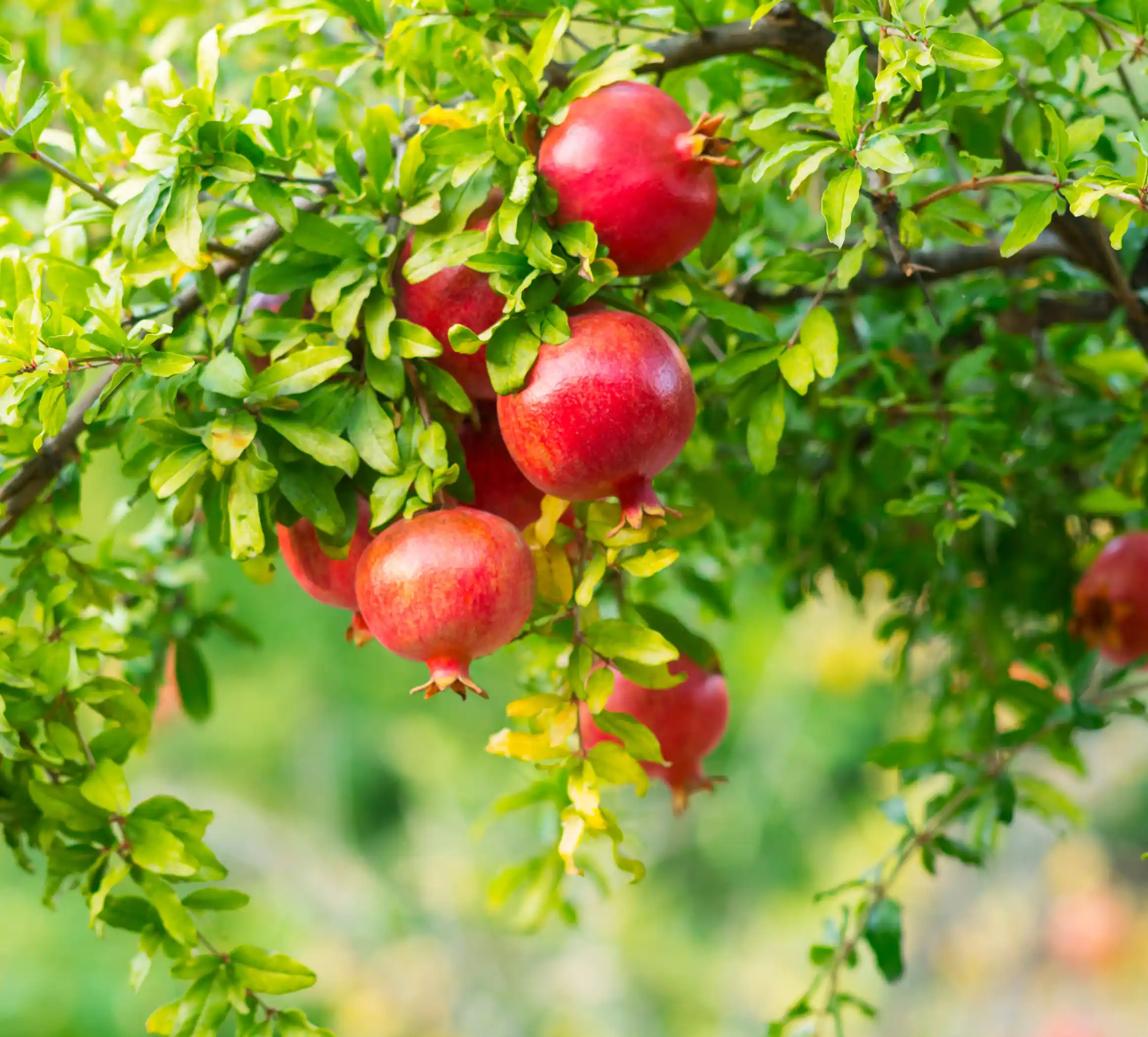 Cut open Afghan pomegranate showing red seeds