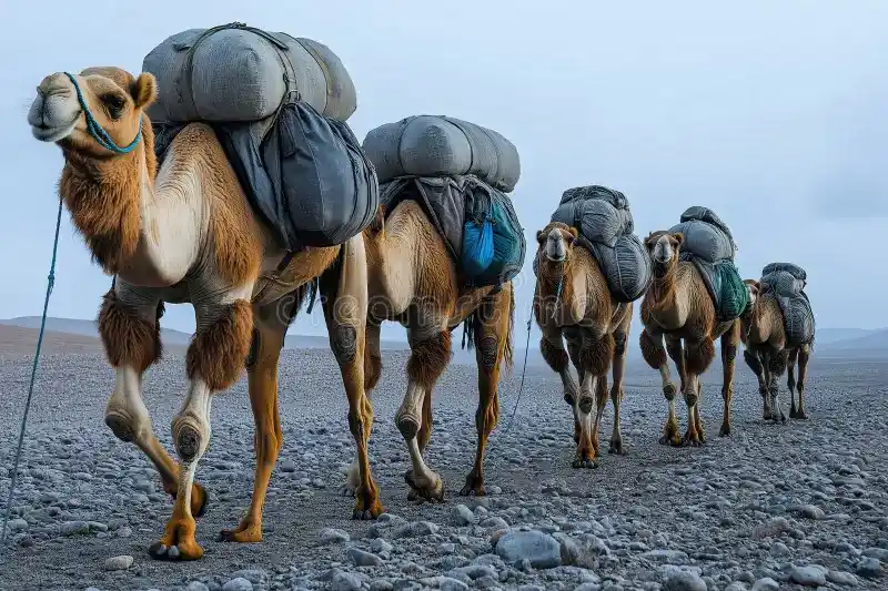 Traditional nomadic tent used by Kochi families in Afghanistan