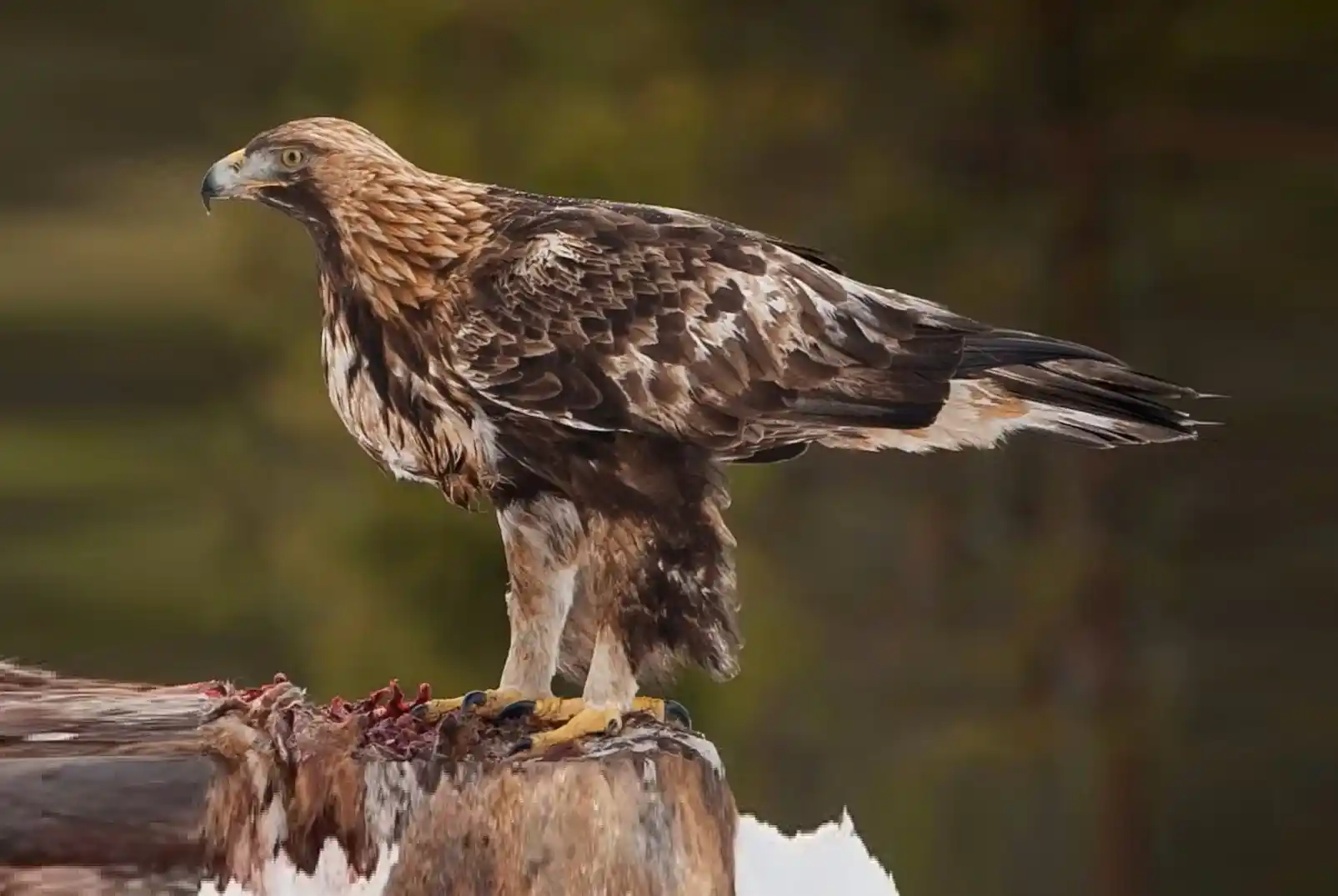 Golden Eagle flying over the mountains of Afghanistan