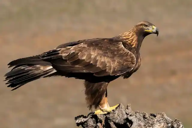 Close-up view of the Golden Eagle national bird of Afghanistan