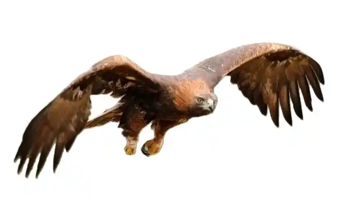 Golden Eagle resting on rocky cliffs in Afghanistan