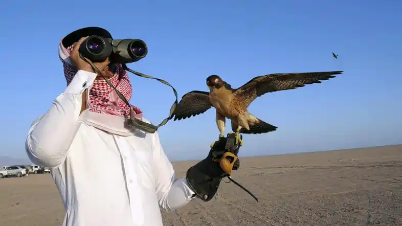 Golden Eagle hunting in mountainous regions