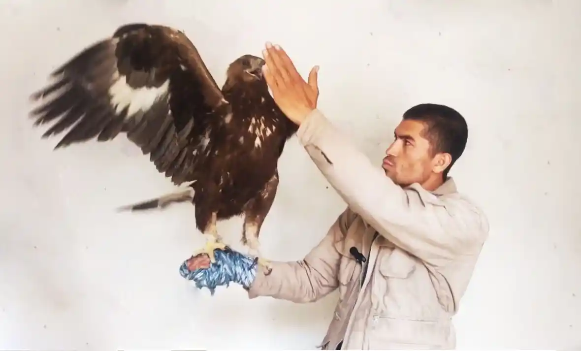 National bird of Afghanistan soaring in the sky