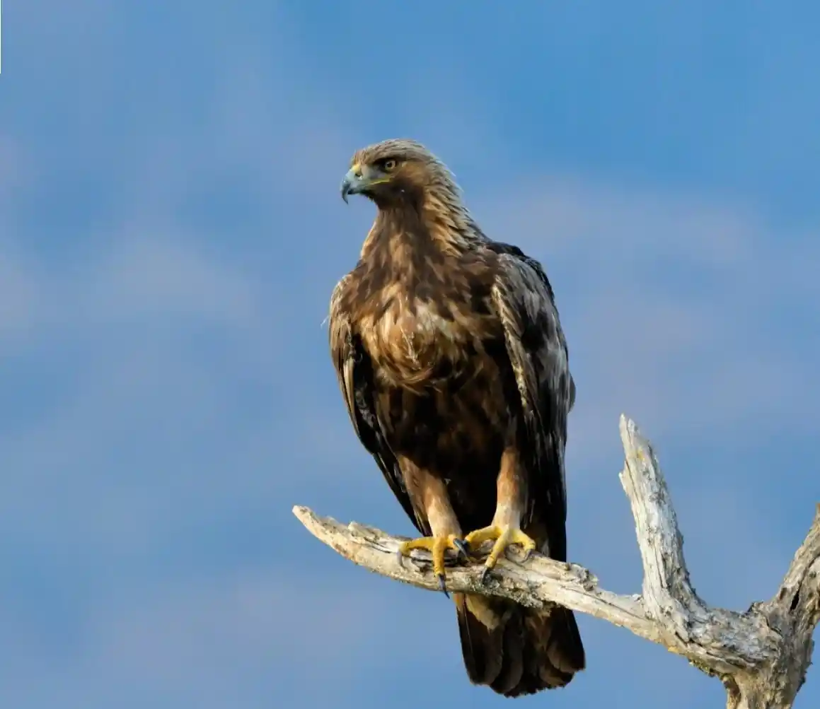 Powerful Golden Eagle in the Afghan mountains